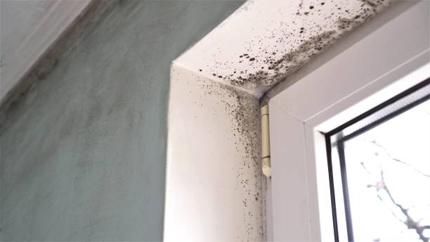 Best Home Mold Removal  in Svis, IL
