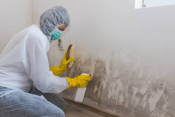 Best Office Mold Removal Services  in Svis, IL