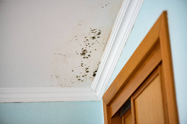 Trusted Silvis, IL Mold Removal Experts