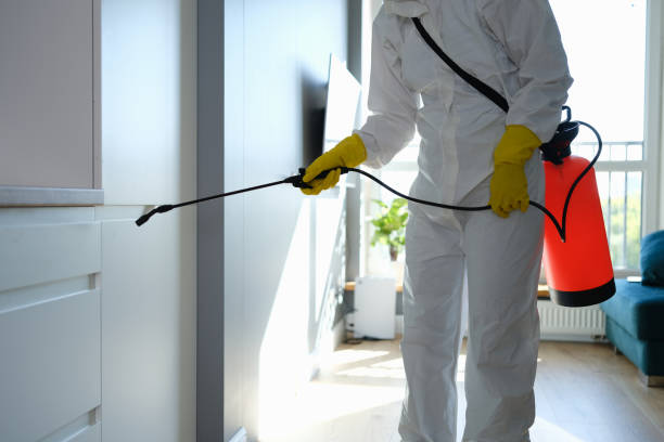 Trusted Silvis, IL Mold Removal Experts
