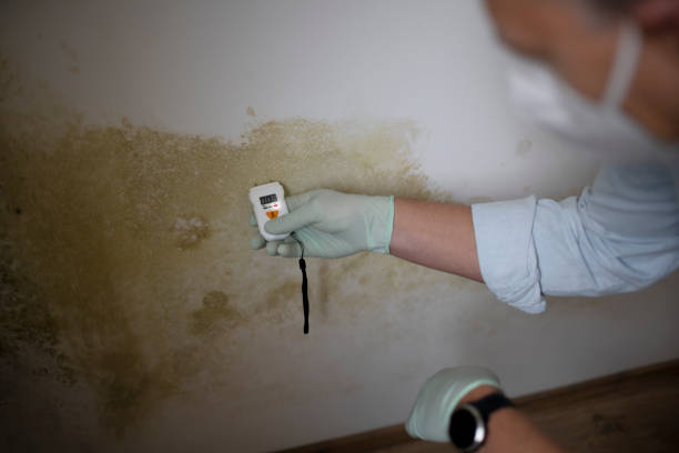 Best Commercial Mold Removal  in Svis, IL
