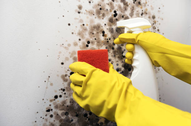Mold Removal and Inspection in Silvis, IL